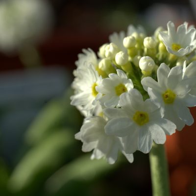 primula-4051749_1920 (1)