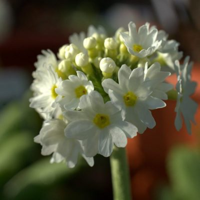 primula-4051749_1920 (1)